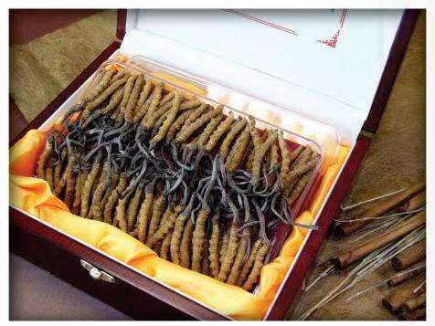 西秀冬虫夏草回收